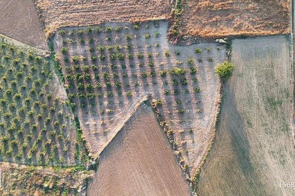 Hocaoğlu Mahallesi imar sınırında 3.480 m² verimli fındık bahçesi